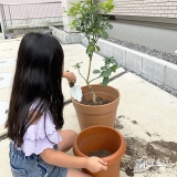 記念樹キンカンの植樹の様子