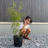 シマトネリコと記念撮影②