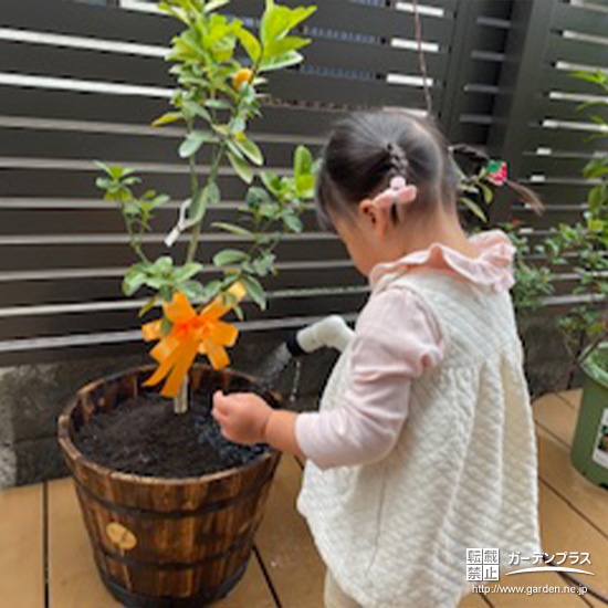 記念樹キンカンに水やりをする様子①