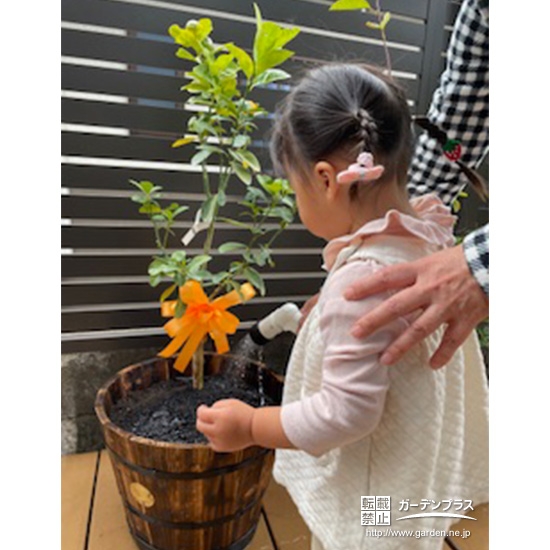 記念樹キンカンに水やりをする様子②