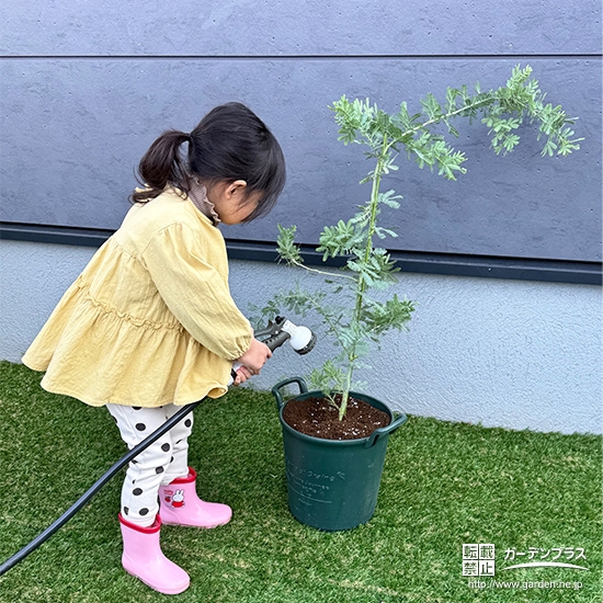 記念樹ミモザに水やりをする様子