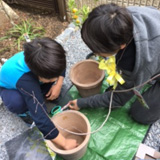 千葉県市川市ジューンベリーとキンカンの植樹風景