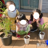 シマトネリコ・ソテツと記念撮影①