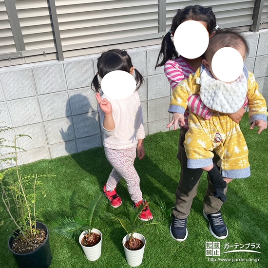 シマトネリコ・ソテツと記念撮影②