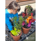 記念樹ジンチョウゲ・キンモクセイの植樹の様子①