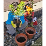 記念樹ジンチョウゲ・キンモクセイの植樹の様子②