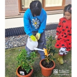 記念樹ジンチョウゲ・キンモクセイの水やりの様子