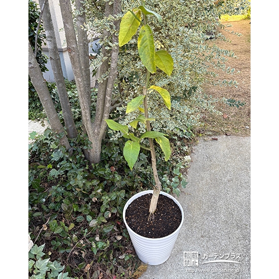 記念樹のレモン