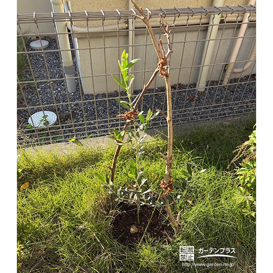 記念樹のオリーブ