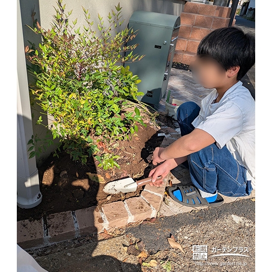 記念樹トキワマンサクの植樹の様子①