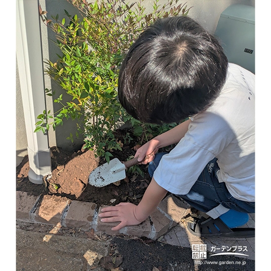 記念樹トキワマンサクの植樹の様子②