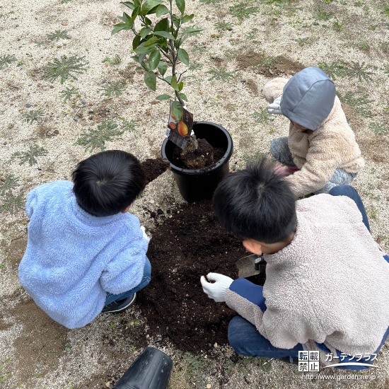 記念樹温州ミカンの植樹の様子