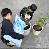 記念樹キンモクセイ・ブルーベリーの植樹の様子