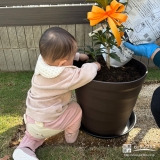 記念樹キンモクセイの植樹の様子