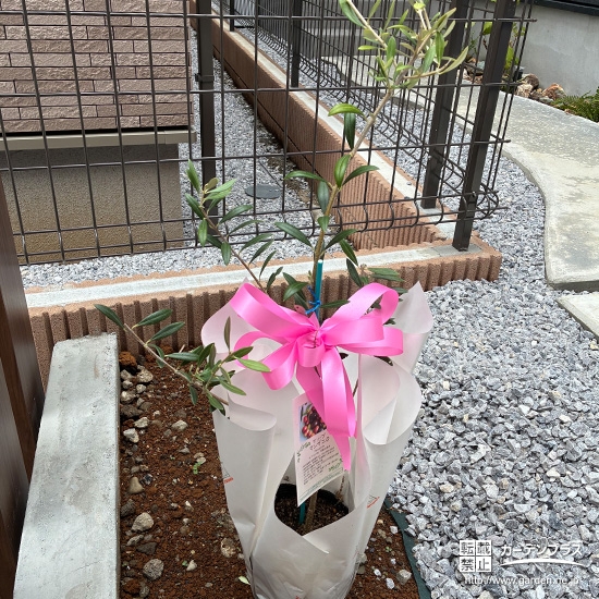 記念樹のオリーブ