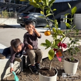四季咲きモクセイ・温州ミカンと記念撮影②