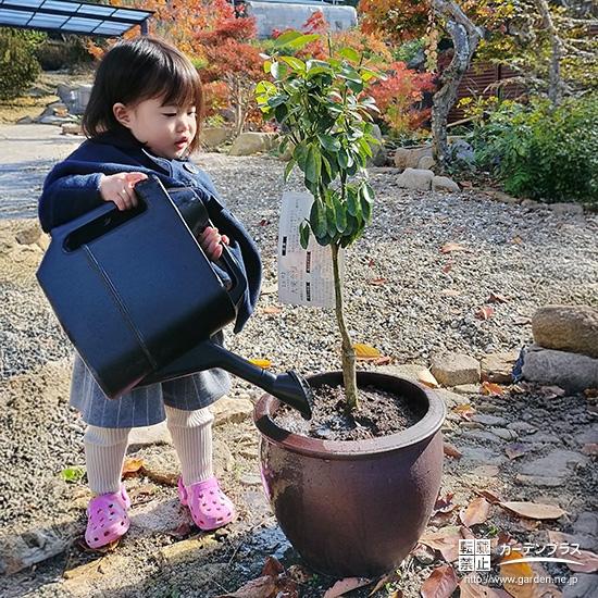 記念樹キンカンに水やりをする様子
