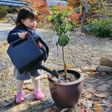 記念樹キンカンに水やりをする様子