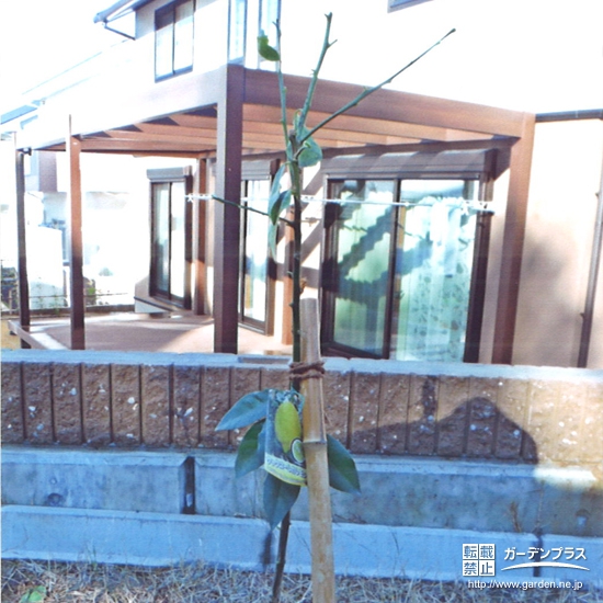 静岡県浜松市中区オリーブとレモンの植樹風景