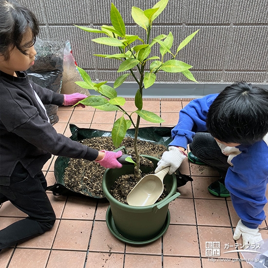 記念樹レモンの植樹の様子