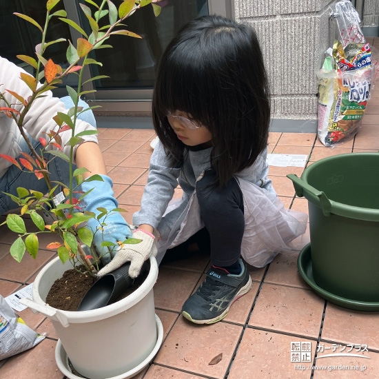 記念樹ブルーベリーの植樹の様子