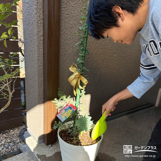 記念樹ミモザの植樹の様子