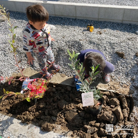 記念樹ブルーベリー・オリーブの植樹の様子①