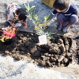 記念樹ブルーベリー・オリーブの植樹の様子②