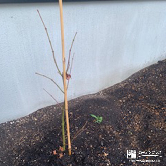 記念樹のもみじ(カエデ)