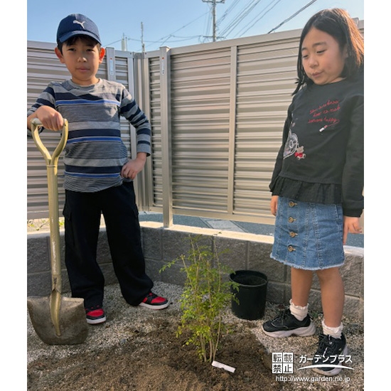 記念樹シマトネリコの植樹の様子②