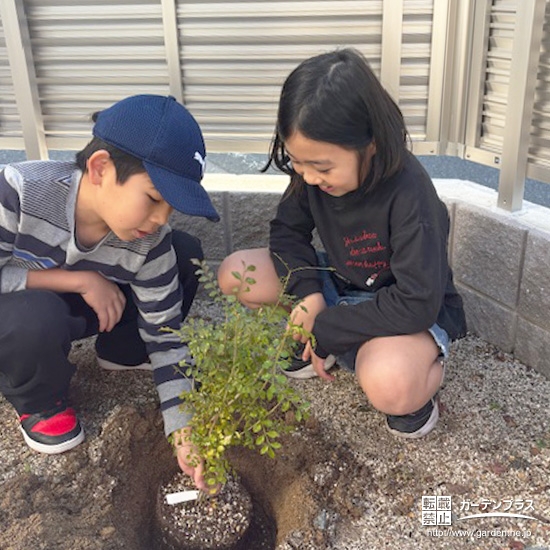 記念樹シマトネリコの植樹の様子③