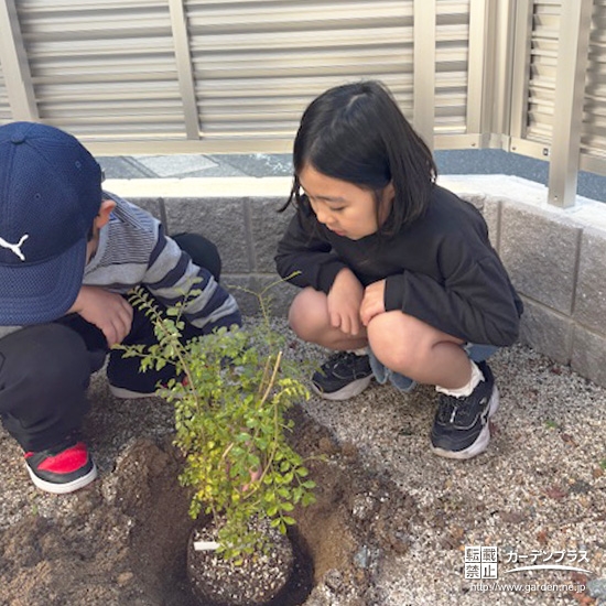 記念樹シマトネリコの植樹の様子④
