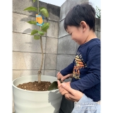 記念樹レモンの植樹の様子