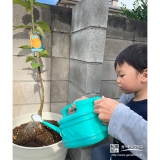 記念樹レモンの水やりの様子