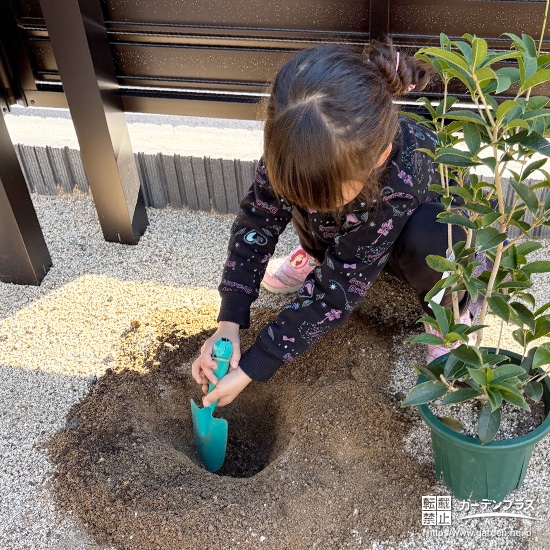 記念樹四季咲きモクセイの植樹の様子