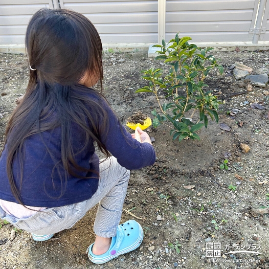 四季咲きモクセイの植樹の様子