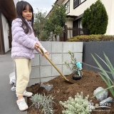 記念樹オリーブの植樹の様子