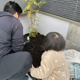 記念樹シマトネリコの植樹の様子②