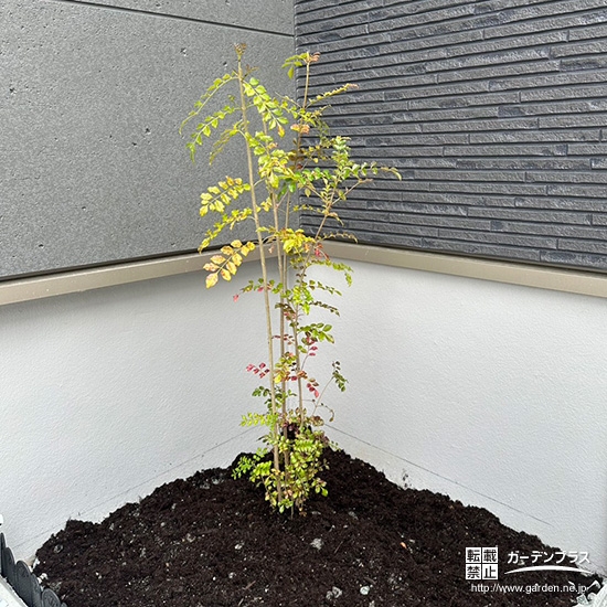 お庭に植えたシマトネリコ