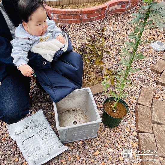 記念樹ミモザの植樹の様子