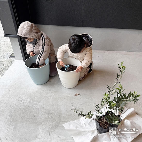 記念樹オリーブの植樹の様子