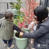 ビバーナムティヌス・温州ミカンの植樹の様子