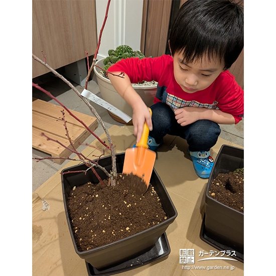 記念樹ブルーベリーの植樹の様子