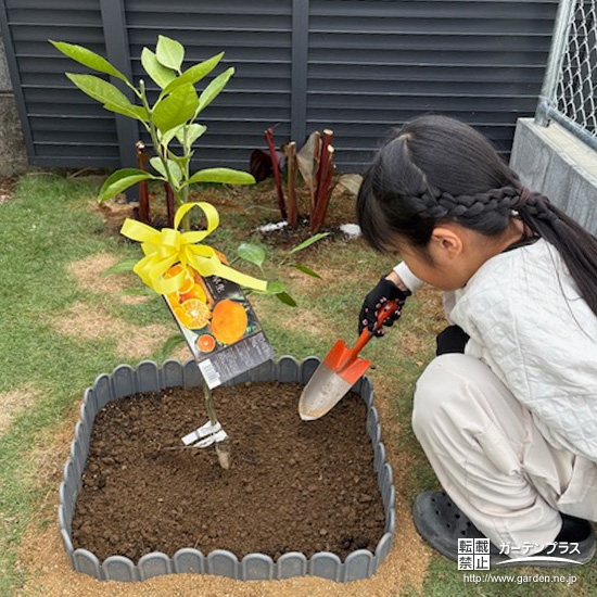記念樹温州ミカンの植樹の様子