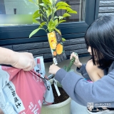 温州ミカンの植樹の様子①