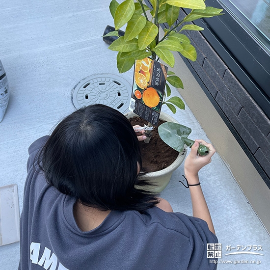 温州ミカンの植樹の様子②