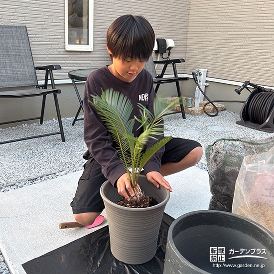 記念樹ソテツの植樹の様子