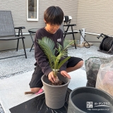 記念樹ソテツの植樹の様子