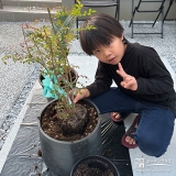記念樹シマトネリコの植樹の様子