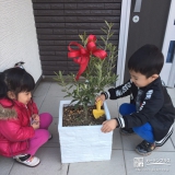 岐阜県関市オリーブと月桂樹（ローリエ）の植樹風景